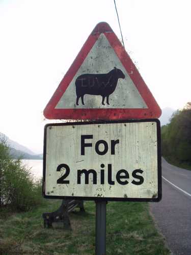 Sheep crossing