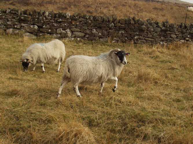 Just sheep