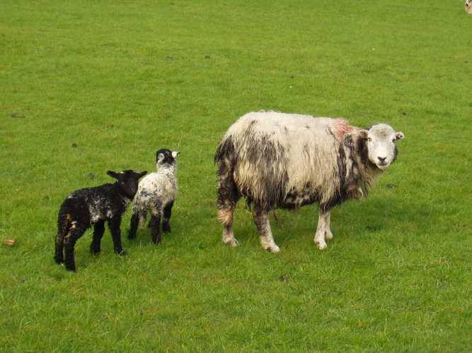 Little and big sheep