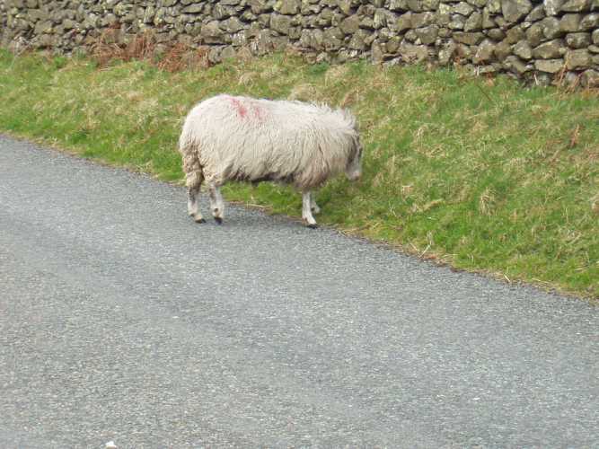 Sheep on the road