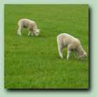 [Click to enlarge image]