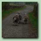 [Click to enlarge image]