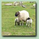 [Click to enlarge image]