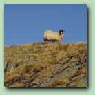 [Click to enlarge image]