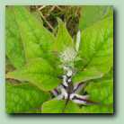 [Click to enlarge image]