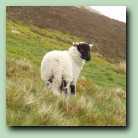 [Click to enlarge image]