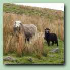 [Click to enlarge image]