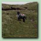 [Click to enlarge image]