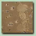 [Click to enlarge image]